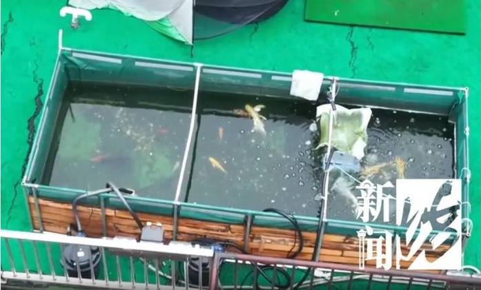 九点半9点半澳彩资料和一地下室惊现大鱼池与地下室 鱼池