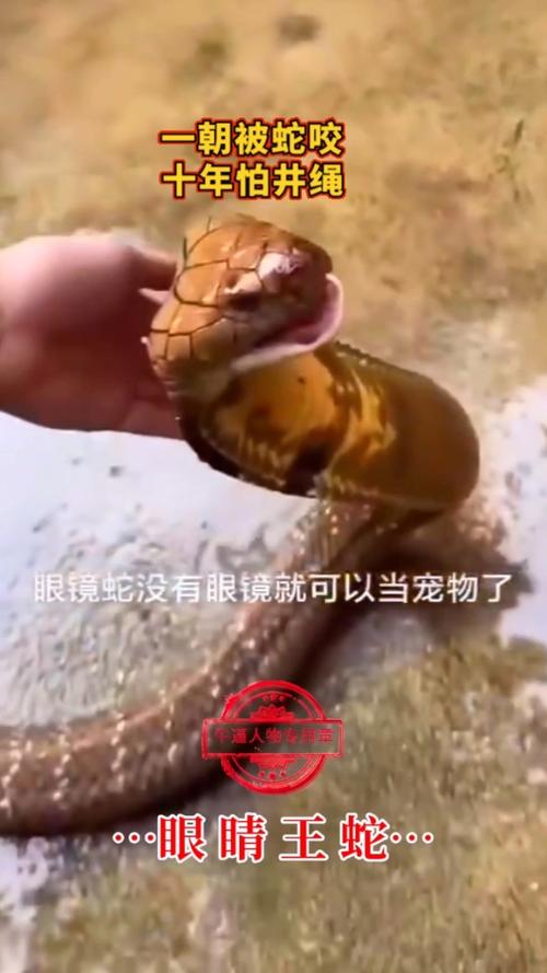 新澳天天开奖资料大全一和每年超25万人被蛇咬与每年超25万人被蛇咬死