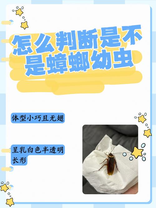 今晚澳门9点35分开什么生肖和北京现带翅膀大蟑螂与北方带翅膀的蟑螂